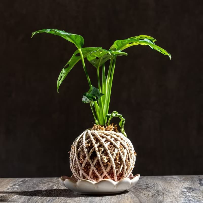 洞洞蔓綠絨苔球 苔球植物 苔玉 室內植物 辦公室植物 交換禮物