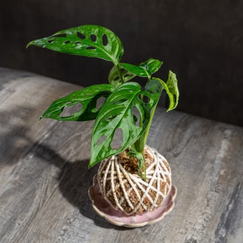 洞洞蔓綠絨苔球 苔球植物 苔玉 室內植物 辦公室植物 交換禮物