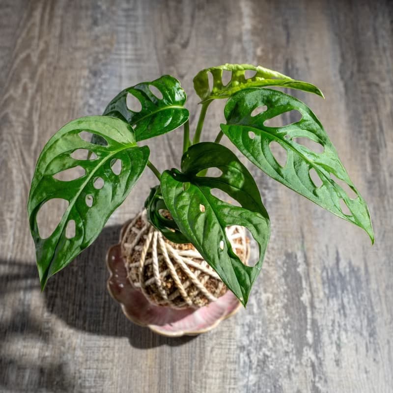 洞洞蔓綠絨苔球 苔球植物 苔玉 室內植物 辦公室植物 交換禮物