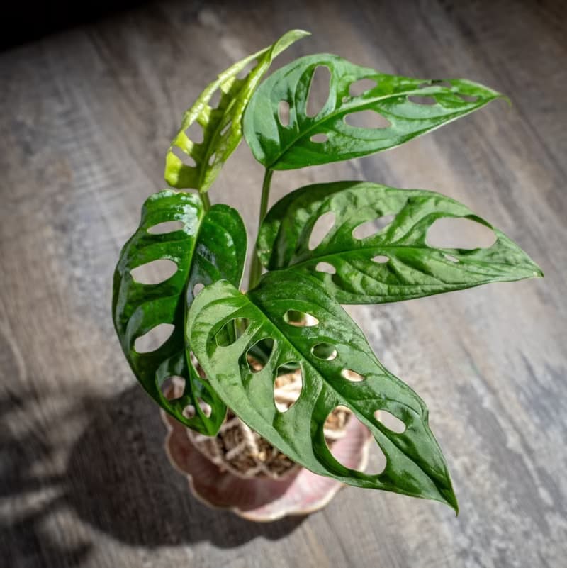 洞洞蔓綠絨苔球 苔球植物 苔玉 室內植物 辦公室植物 交換禮物