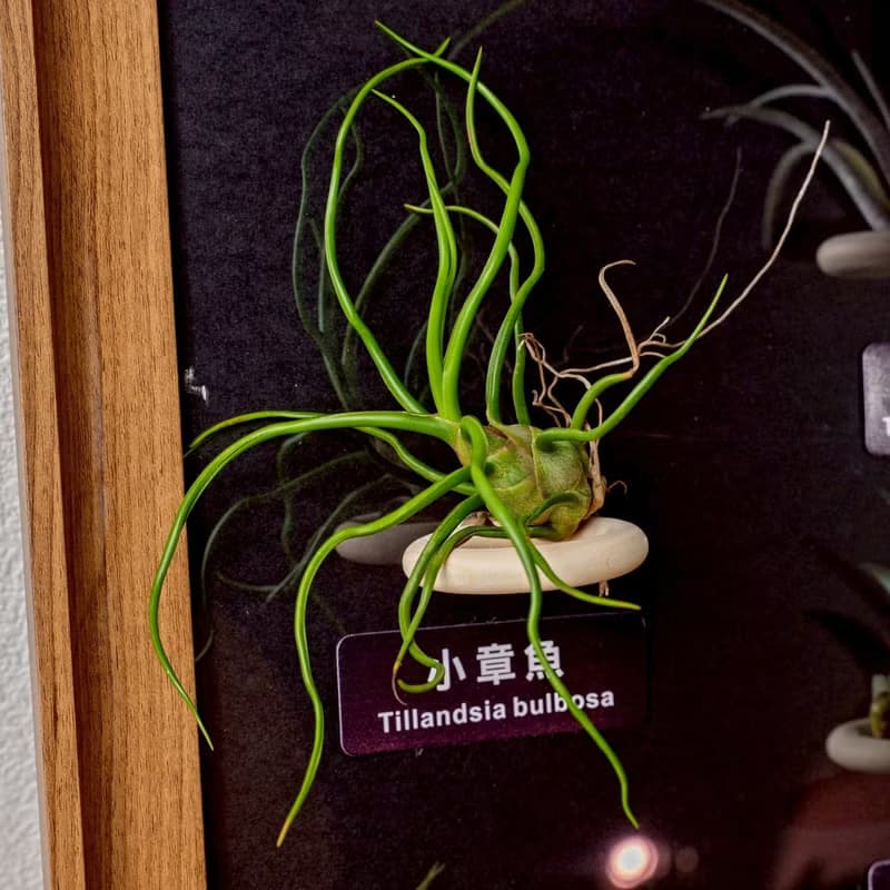 空氣鳳梨 粗皮紅 小章魚 貝可利 小精靈德魯伊小精靈福果磁吸相框