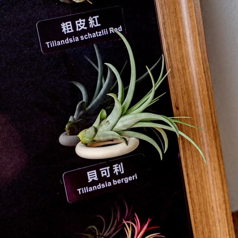 空氣鳳梨 粗皮紅 小章魚 貝可利 小精靈德魯伊小精靈福果磁吸相框