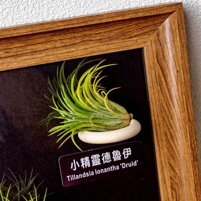 空氣鳳梨 粗皮紅 小章魚 貝可利 小精靈德魯伊小精靈福果磁吸相框