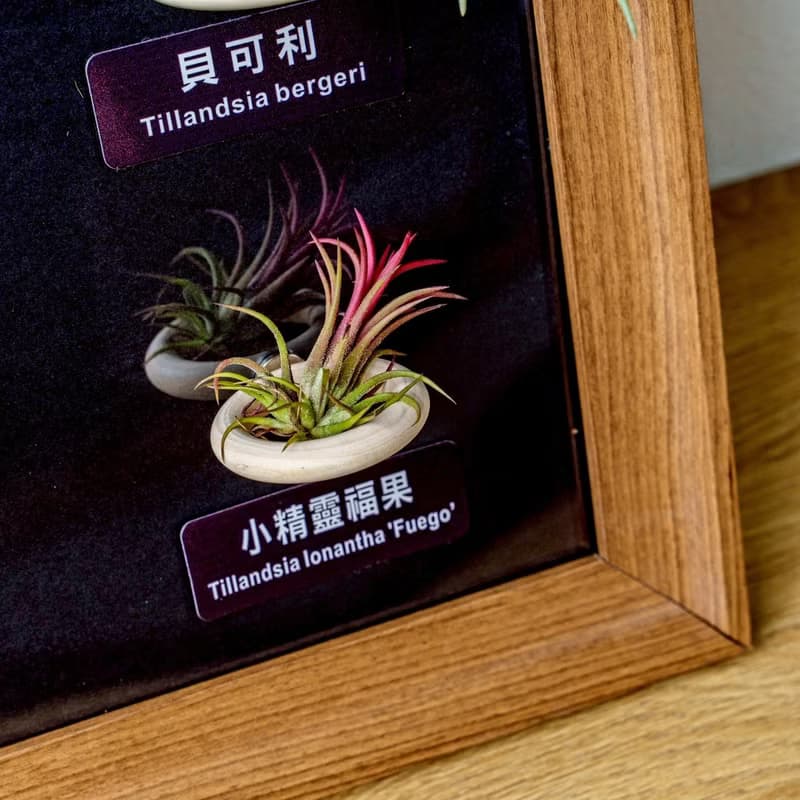 空氣鳳梨 粗皮紅 小章魚 貝可利 小精靈德魯伊小精靈福果磁吸相框