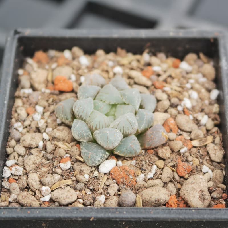 【荳荳多肉】【姬玉露XOB1】喬遷│送禮│升遷│多肉植物