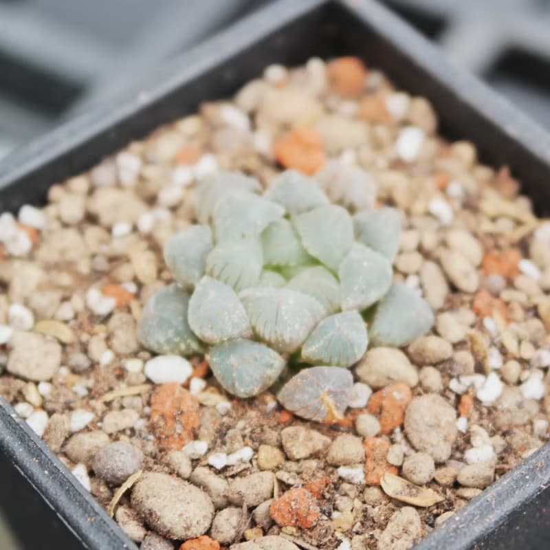 【荳荳多肉】【姬玉露XOB1】喬遷│送禮│升遷│多肉植物