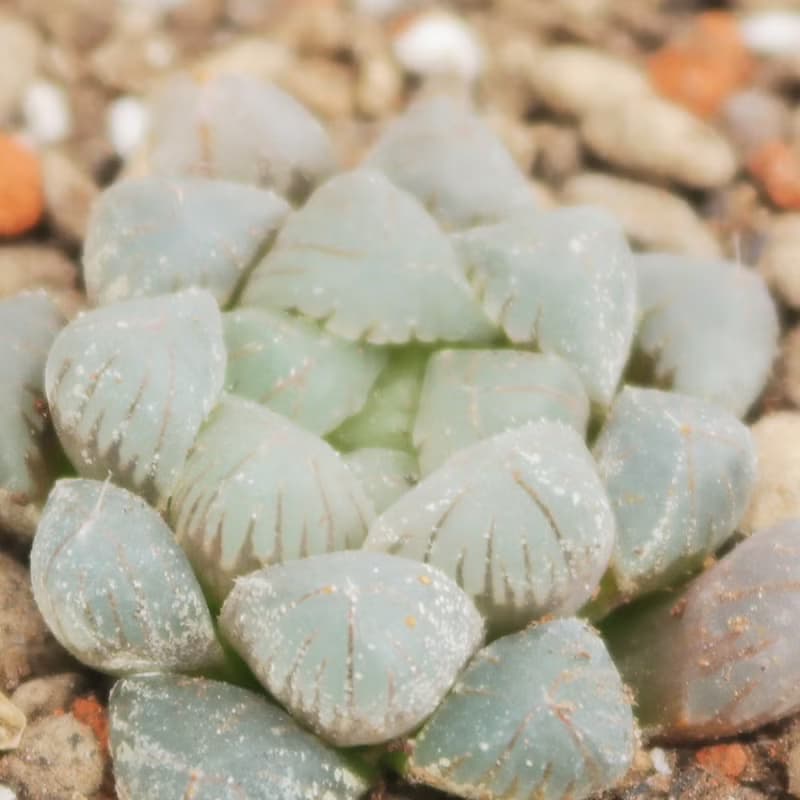 【荳荳多肉】【姬玉露XOB1】喬遷│送禮│升遷│多肉植物