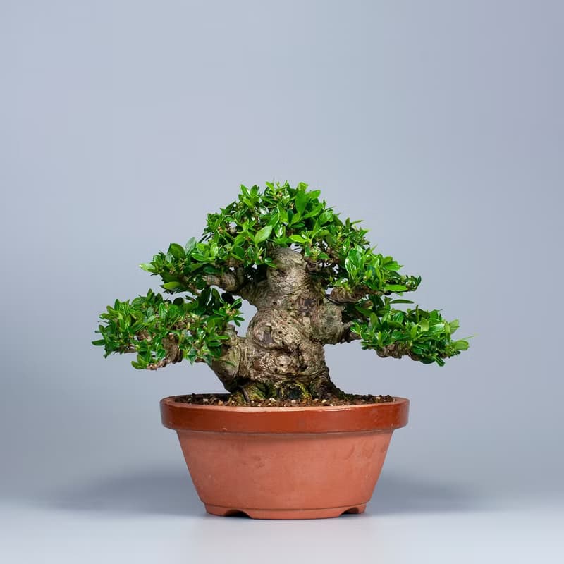 【展覽級盆景】梔子花 小品盆栽 推薦盆景 送禮推薦
