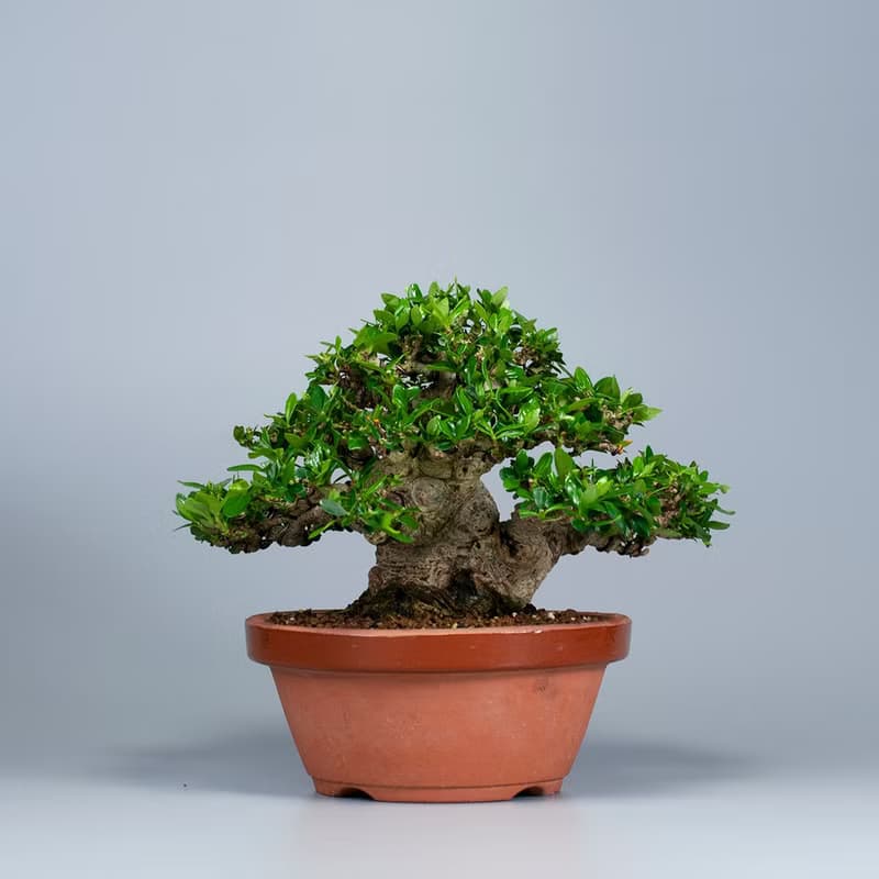 【展覽級盆景】梔子花 小品盆栽 推薦盆景 送禮推薦