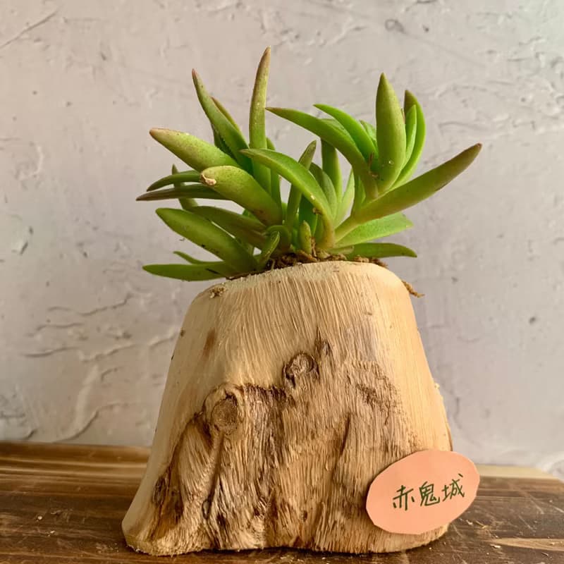 手工木作設計 盆栽擺飾 多肉植物 赤鬼城