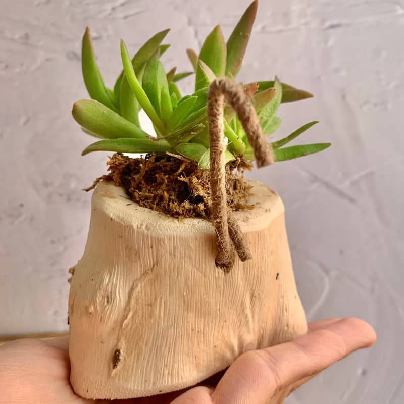 手工木作設計 盆栽擺飾 多肉植物 赤鬼城
