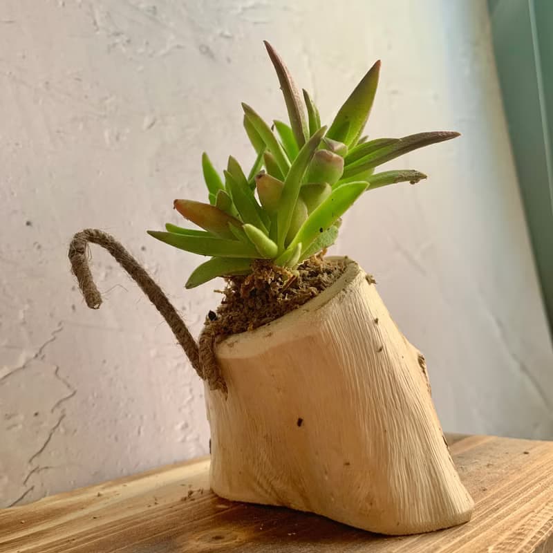 手工木作設計 盆栽擺飾 多肉植物 赤鬼城