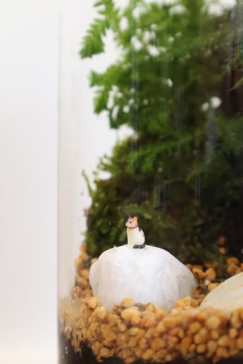 【微景觀】三腳貓功夫 - 苔蘚組盆/交換禮物/功夫貓貓