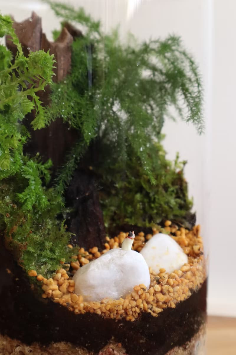 【微景觀】三腳貓功夫 - 苔蘚組盆/交換禮物/功夫貓貓