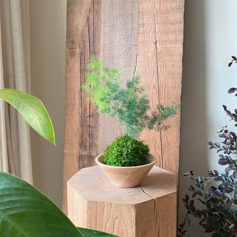 蓬萊松苔球組合
