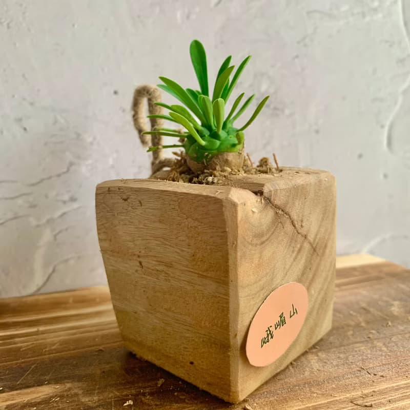 手工木作設計 盆栽擺飾 多肉植物 峨嵋山