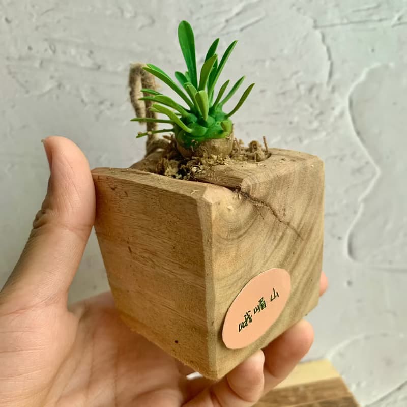 手工木作設計 盆栽擺飾 多肉植物 峨嵋山