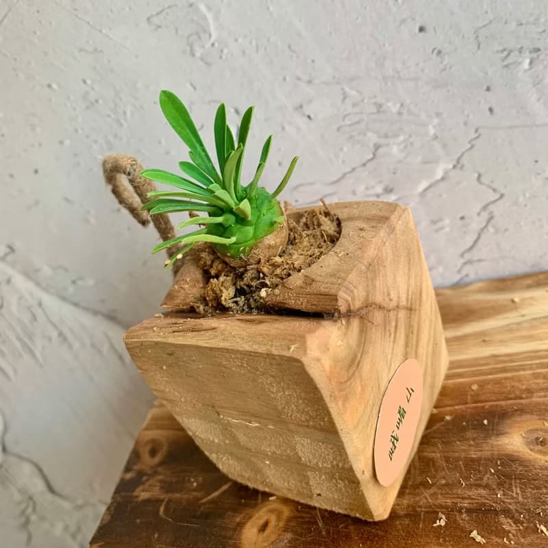 手工木作設計 盆栽擺飾 多肉植物 峨嵋山