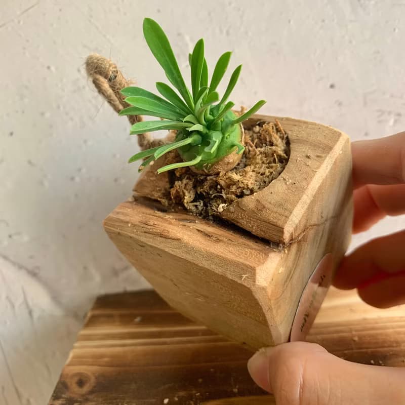 手工木作設計 盆栽擺飾 多肉植物 峨嵋山