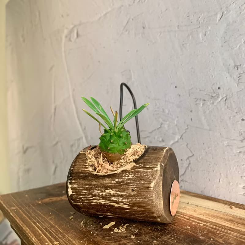 手工木作設計 盆栽擺飾 多肉植物 峨嵋山