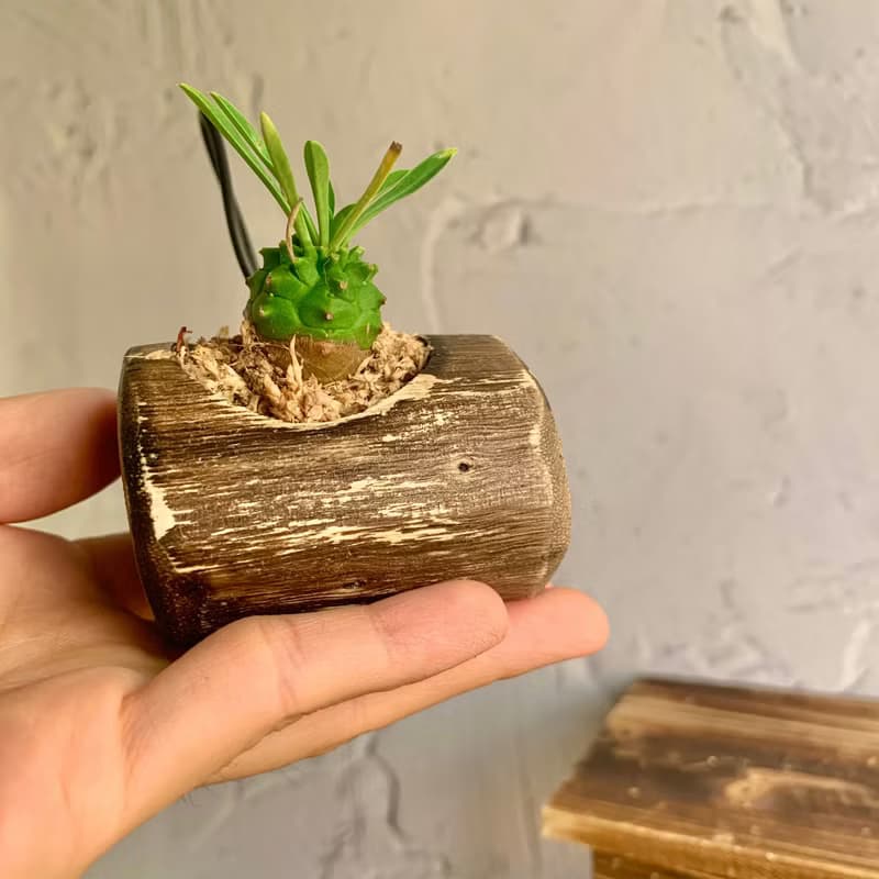 手工木作設計 盆栽擺飾 多肉植物 峨嵋山