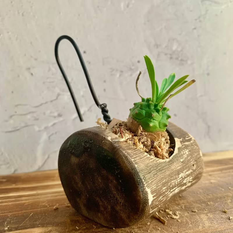 手工木作設計 盆栽擺飾 多肉植物 峨嵋山