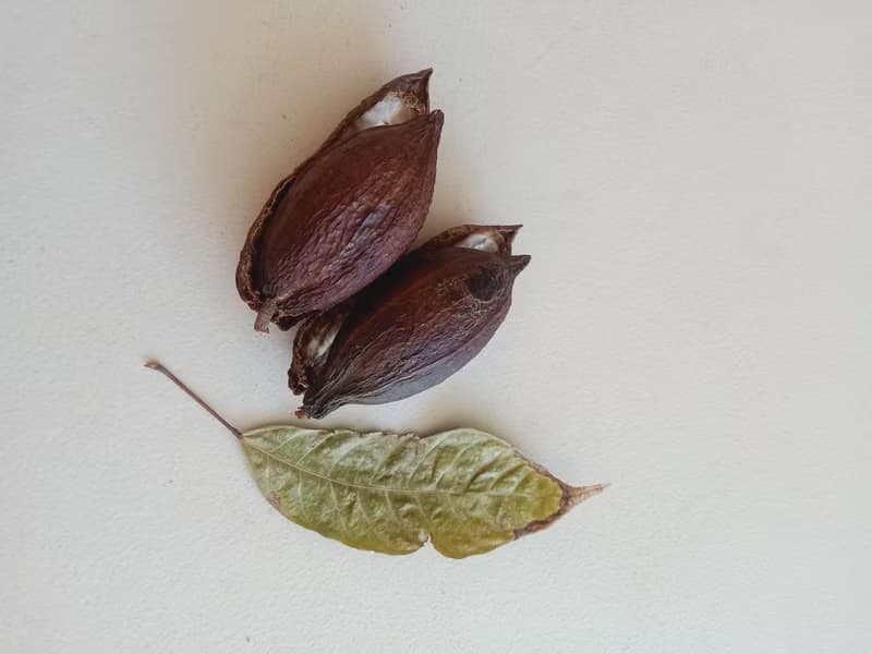 KAKAWA獨家烘焙_原豆可可焙茶十入量販450優惠中