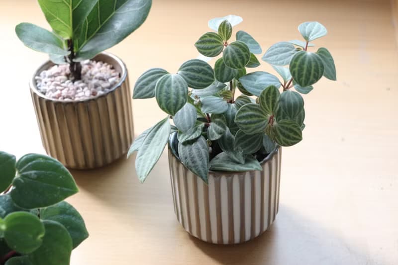 土培植栽│多葉蘭_室內植物 辦公室盆栽 店內擺設 送禮