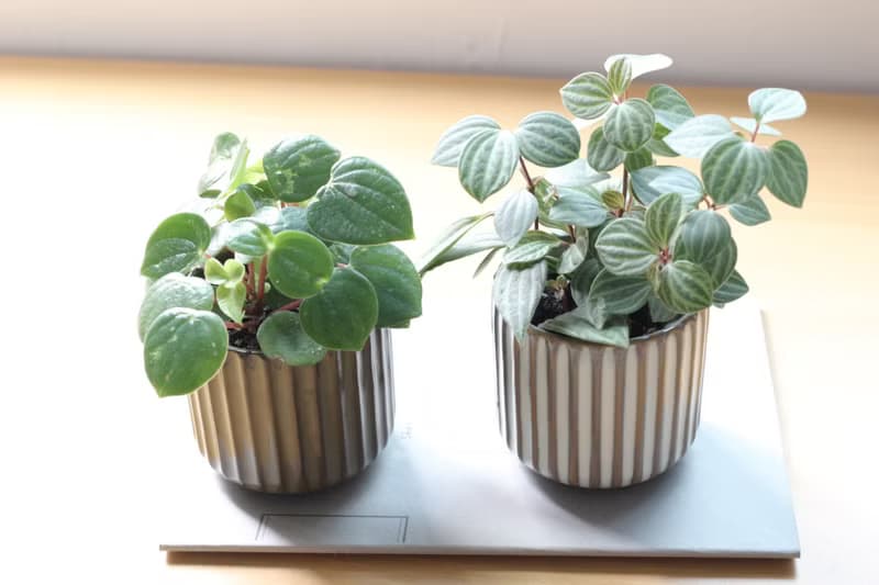 土培植栽│多葉蘭_室內植物 辦公室盆栽 店內擺設 送禮