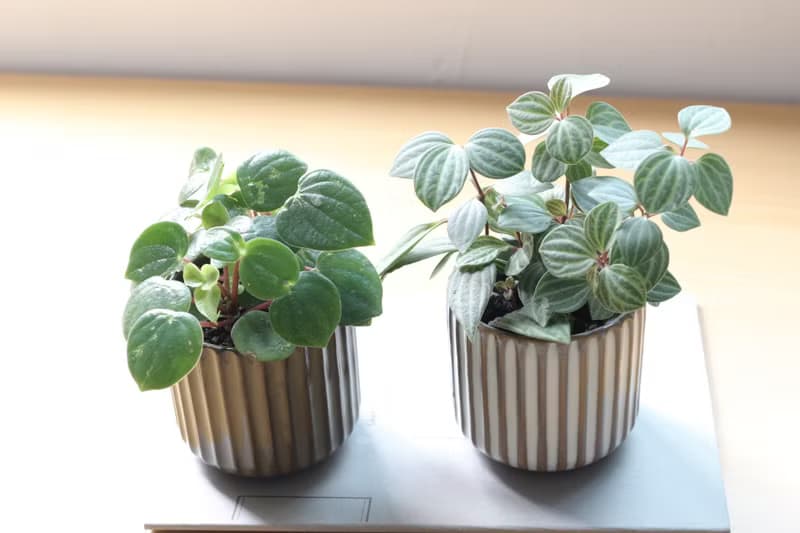土培植栽│多葉蘭_室內植物 辦公室盆栽 店內擺設 送禮