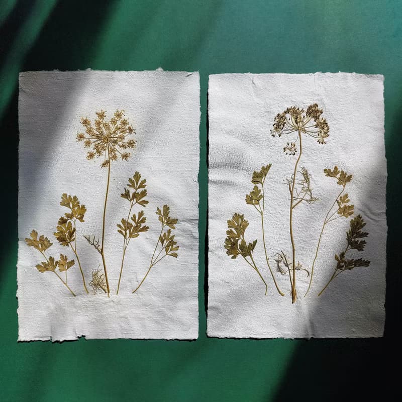 Gallery Wall Set of 2 Brown Fennel Green Parsley Dried Plant on Recycled Paper