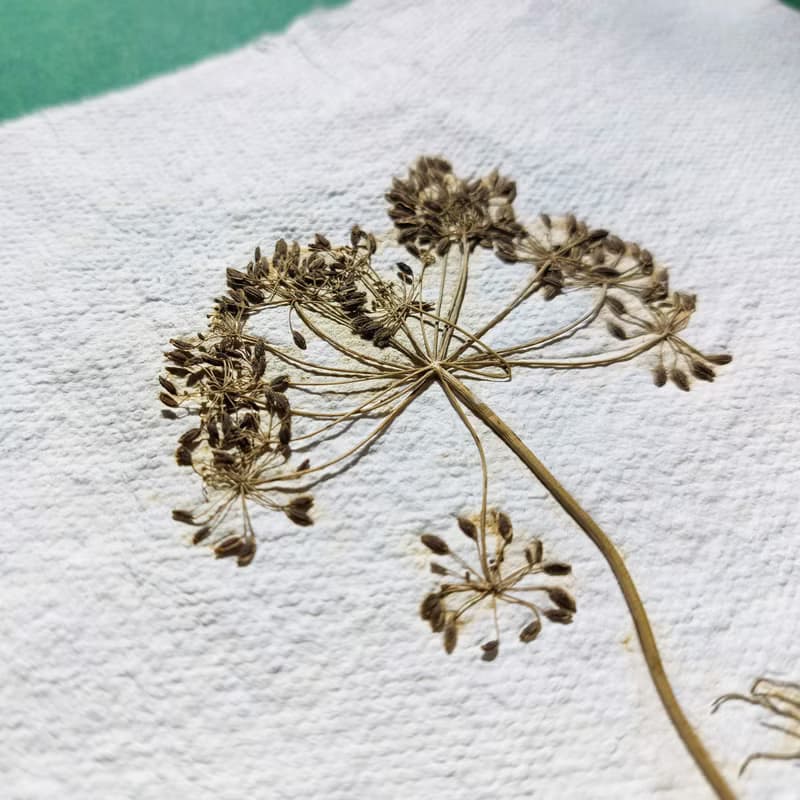 Gallery Wall Set of 2 Brown Fennel Green Parsley Dried Plant on Recycled Paper