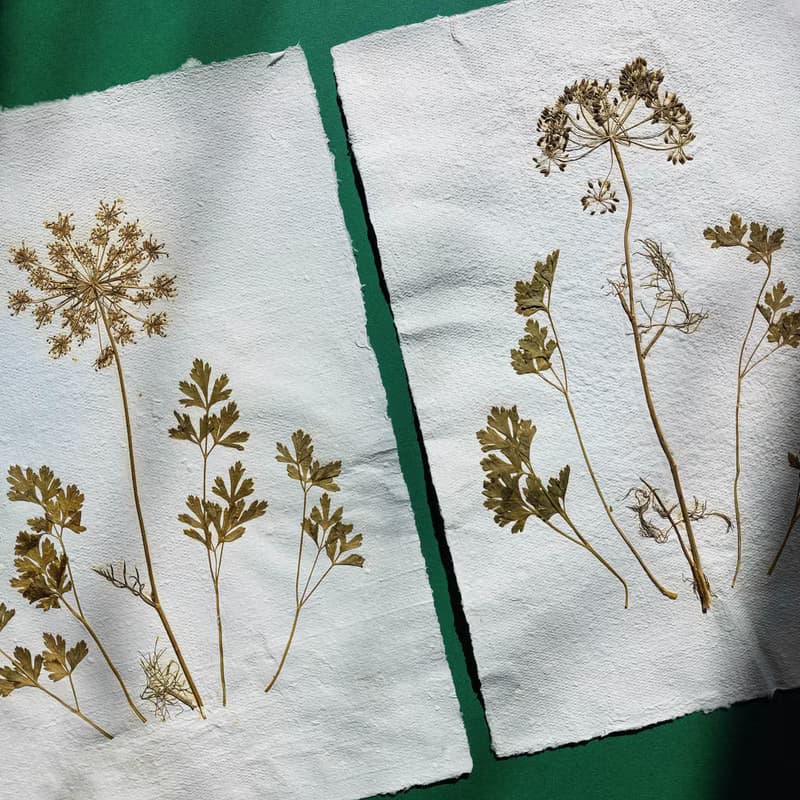 Gallery Wall Set of 2 Brown Fennel Green Parsley Dried Plant on Recycled Paper