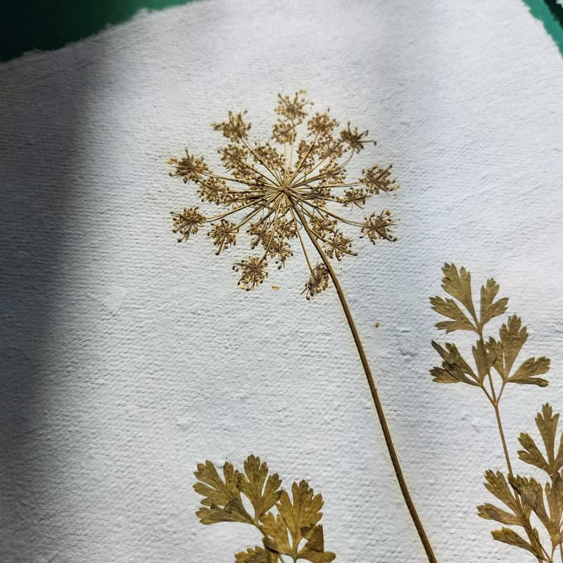 Gallery Wall Set of 2 Brown Fennel Green Parsley Dried Plant on Recycled Paper