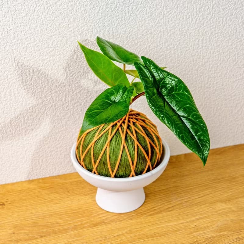 苔球植物 甲骨文觀音蓮墨綠苔球加磨砂高腳缽 苔球 苔玉 禮物