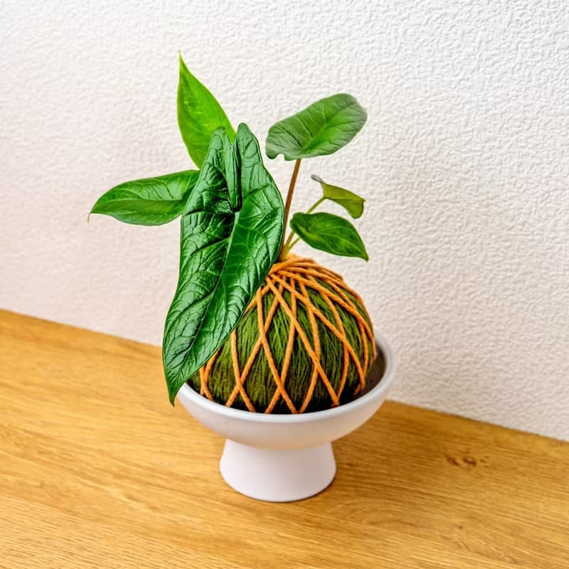 苔球植物 甲骨文觀音蓮墨綠苔球加磨砂高腳缽 苔球 苔玉 禮物