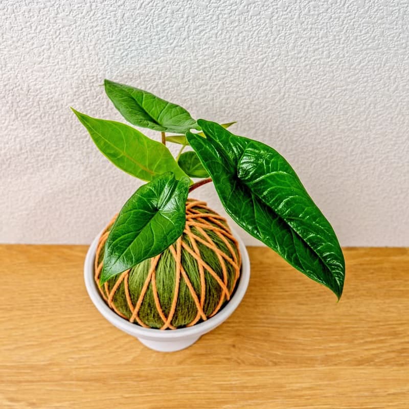 苔球植物 甲骨文觀音蓮墨綠苔球加磨砂高腳缽 苔球 苔玉 禮物