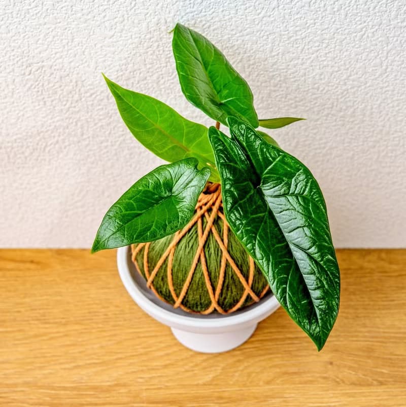 苔球植物 甲骨文觀音蓮墨綠苔球加磨砂高腳缽 苔球 苔玉 禮物