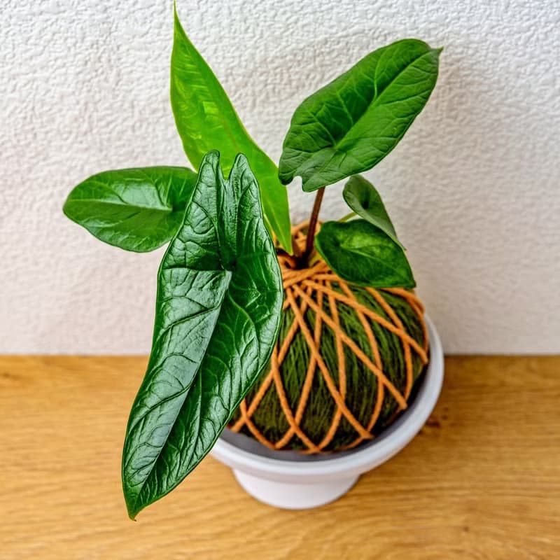 苔球植物 甲骨文觀音蓮墨綠苔球加磨砂高腳缽 苔球 苔玉 禮物