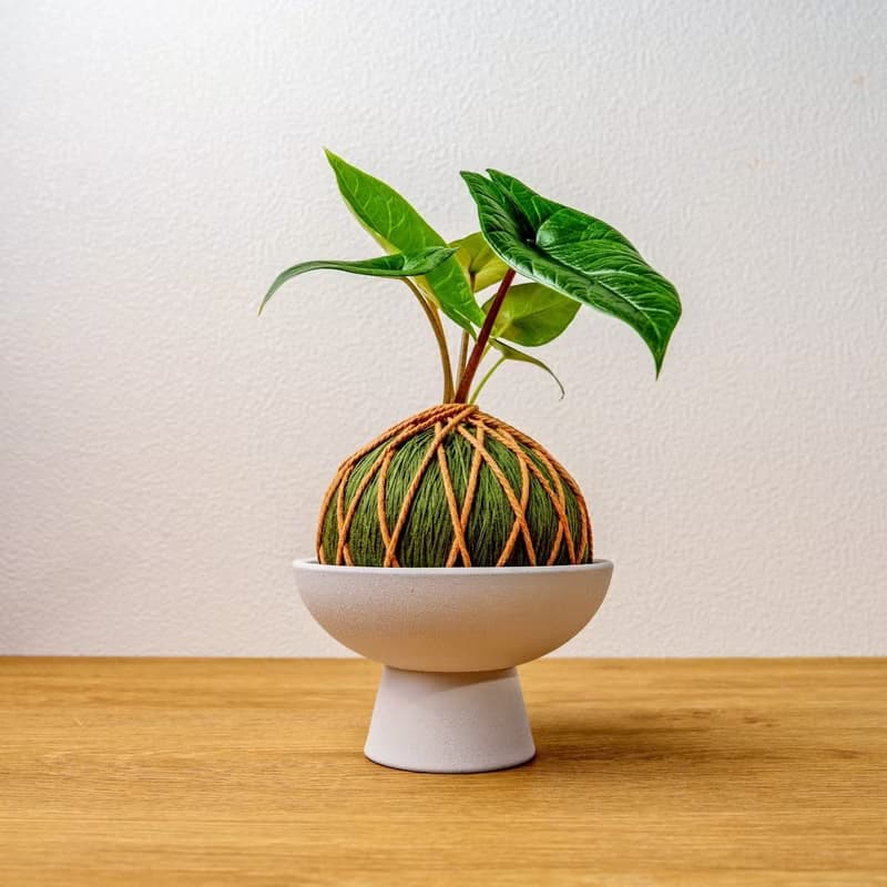 苔球植物 甲骨文觀音蓮墨綠苔球加磨砂高腳缽 苔球 苔玉 禮物