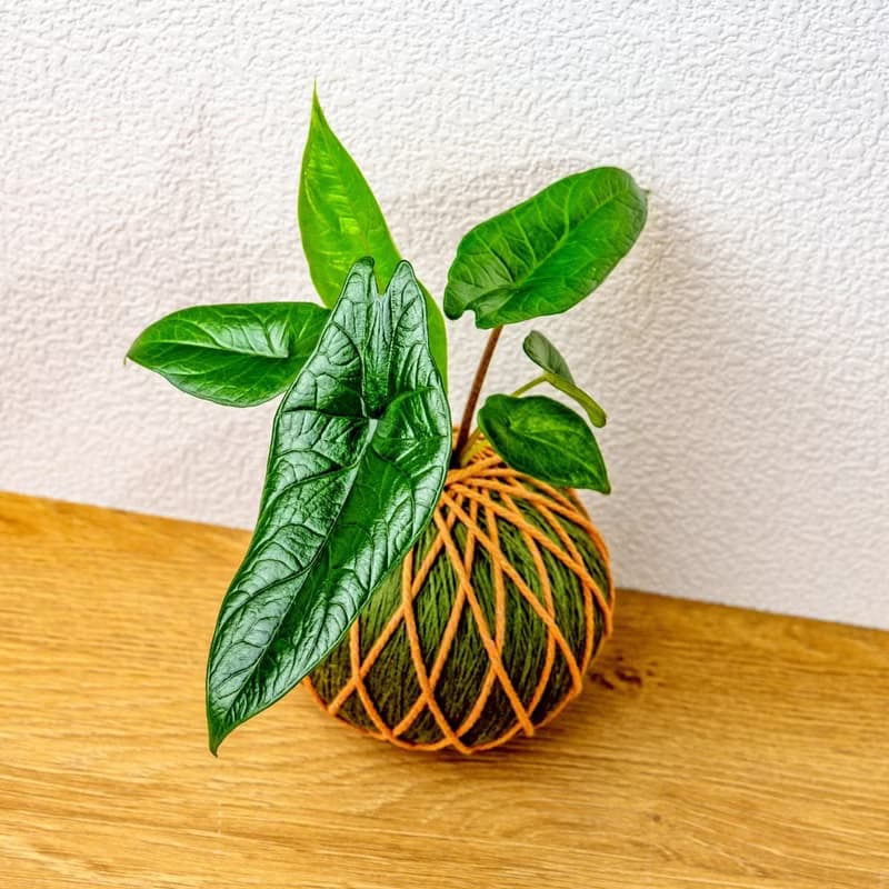 苔球植物 甲骨文觀音蓮墨綠苔球加磨砂高腳缽 苔球 苔玉 禮物