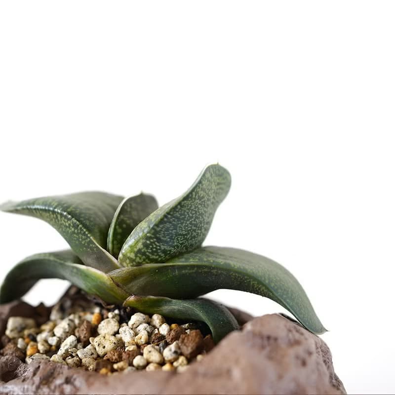 【竒植花物】多肉植物盆栽 元寶花 臥牛 大熊掌 室內觀賞植物