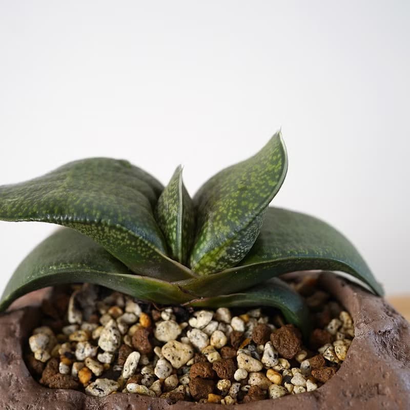 【竒植花物】多肉植物盆栽 元寶花 臥牛 大熊掌 室內觀賞植物