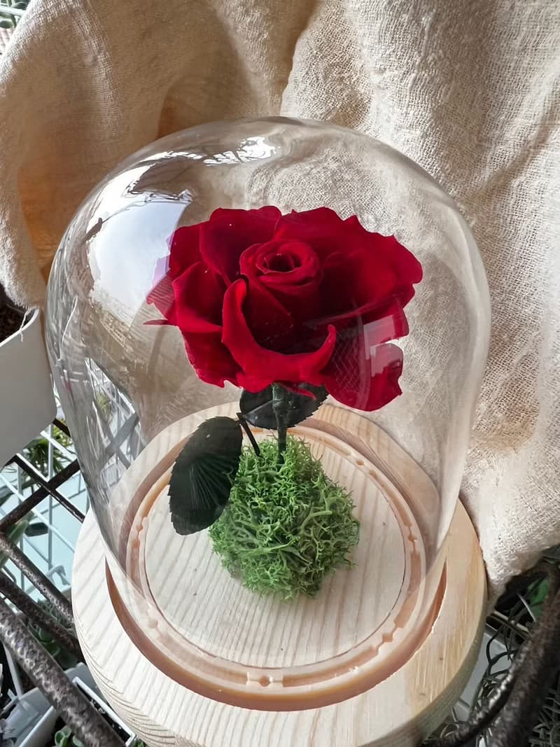 2F【小王子永生玻璃盅】小王子永生玫瑰 /永生花/不凋花/乾燥花