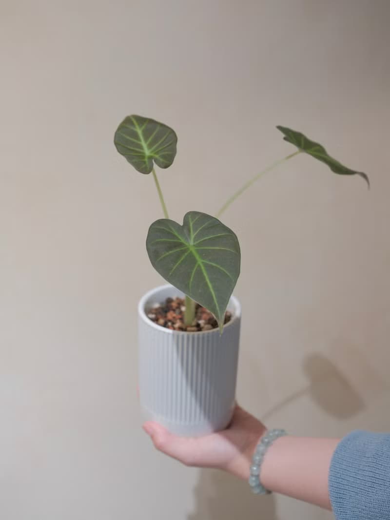 皇家之盾觀音連