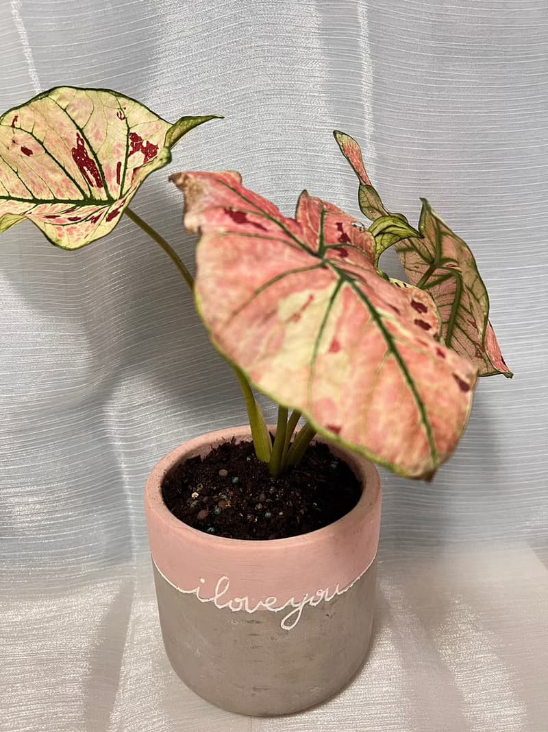 草莓之星  文青網美最愛 觀葉植物 喬遷誌慶 新居落成