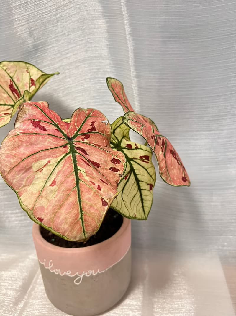 草莓之星  文青網美最愛 觀葉植物 喬遷誌慶 新居落成