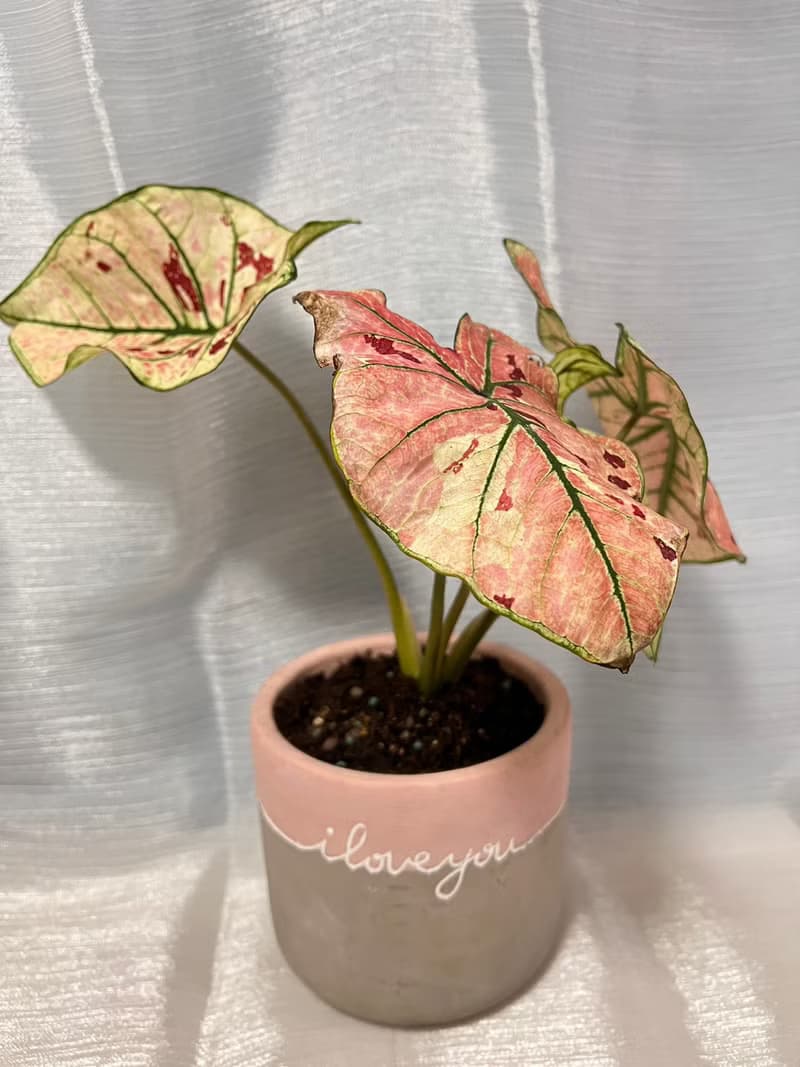 草莓之星  文青網美最愛 觀葉植物 喬遷誌慶 新居落成