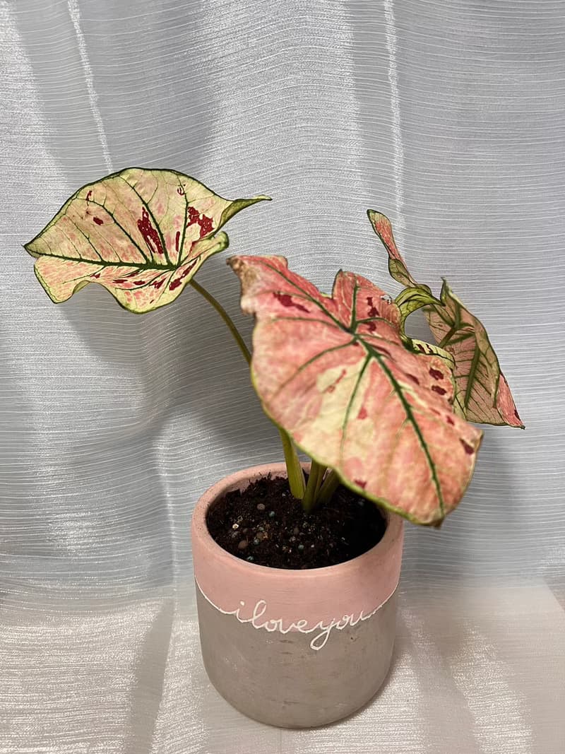 草莓之星  文青網美最愛 觀葉植物 喬遷誌慶 新居落成