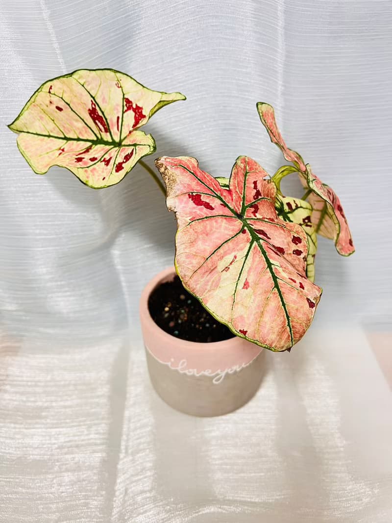 草莓之星  文青網美最愛 觀葉植物 喬遷誌慶 新居落成